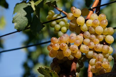 Close-up of grapes growing in vineyard