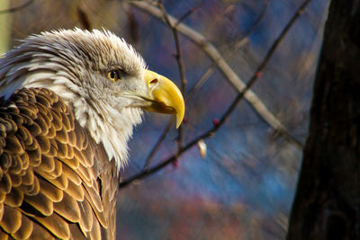 Close-up of a bird