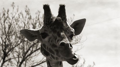 Close-up of giraffe