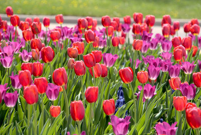 Background of tulips