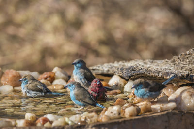 Close-up of birds perching on ground