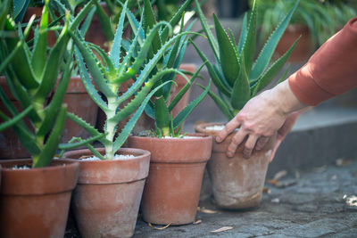 Cropped hand of person gardening at farm