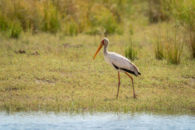 Close-up of bird on field