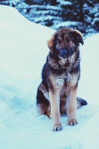 Portrait of dog sitting in snow