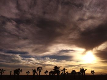 Silhouette of trees against dramatic sky
