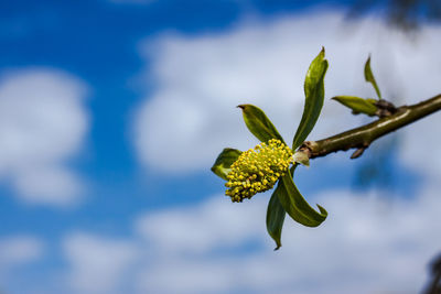 Close-up of flowering plant against sky