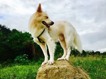 Dog standing on grass against sky