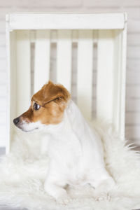 Close-up of a dog looking away