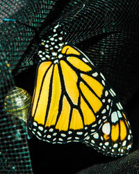 Close-up of butterfly