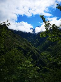 Low angle view of trees on mountain against sky