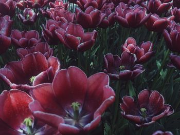 Close-up of red flowers blooming outdoors