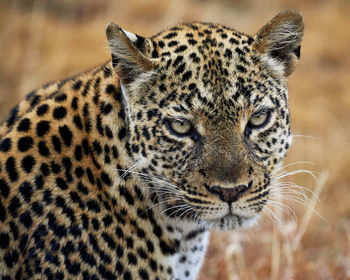 Close-up portrait of a cat