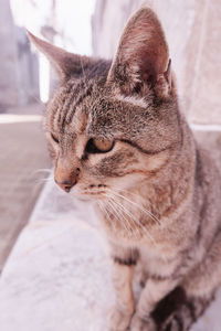 Close-up of a cat with eyes closed