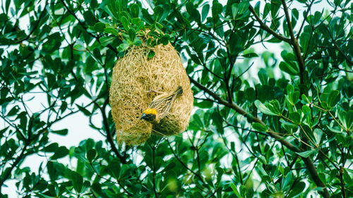 Close-up of bird perching on tree