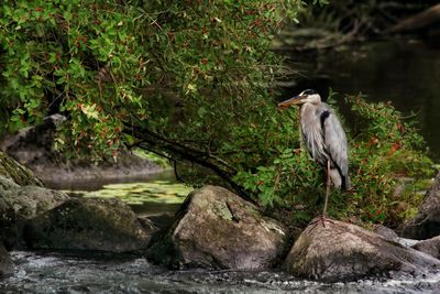 High angle view of gray heron perching on rock