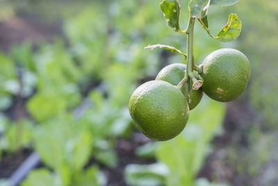 Close-up of fruits growing on tree