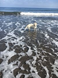 Dog on the beach