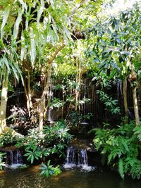 Scenic view of waterfall in forest