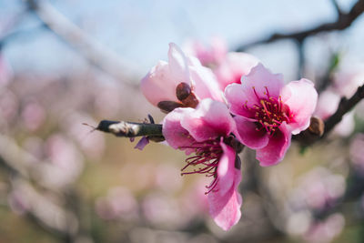 Close-up of pink cherry blossom