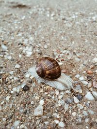Close-up of snail on land