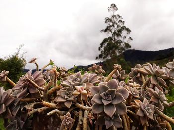 Close-up of flowering plant against sky