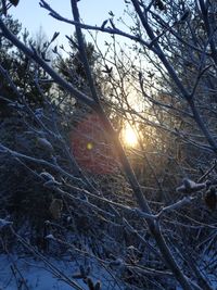 Low angle view of sunlight streaming through trees in forest