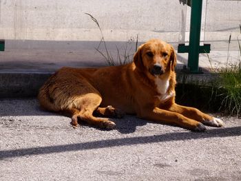 Portrait of dog resting