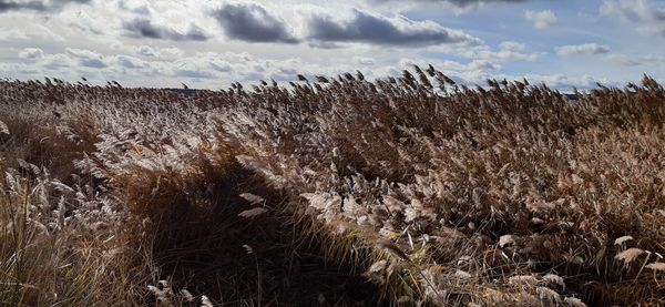 Plants on field against sky during winter