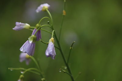 Close-up of purple flowering plant