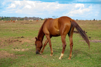 View of a horse grazing in field