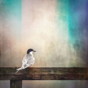 Close-up of bird perched on wall