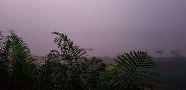 Low angle view of palm trees against clear sky
