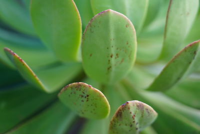 Close-up of succulent plant