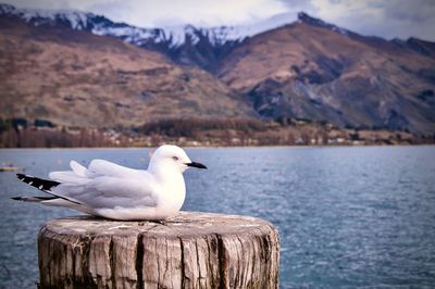 Seagull perching on wooden post in lake