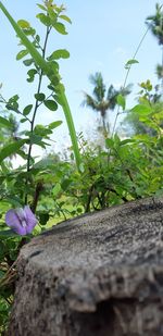 Close-up of purple flowering plants