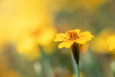 Close-up of yellow flowering plant