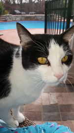 Close-up portrait of cat sitting on floor