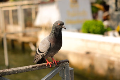 Close-up of pigeon perching on wooden post