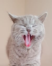 Close-up of cat yawning