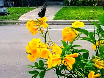 Yellow flowers blooming on road