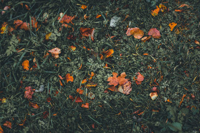 High angle view of orange leaves on field