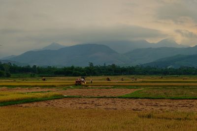 Scenic view of agricultural field against sky