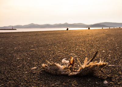 Dead bird on field against sky