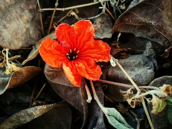 Close-up of red flower