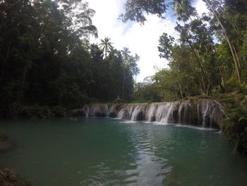 Scenic view of waterfall in forest