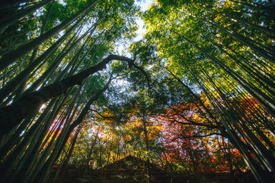 Low angle view of trees in forest