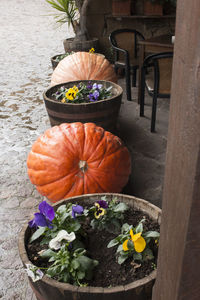 Close-up of potted plants on table