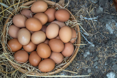 High angle view of eggs in nest