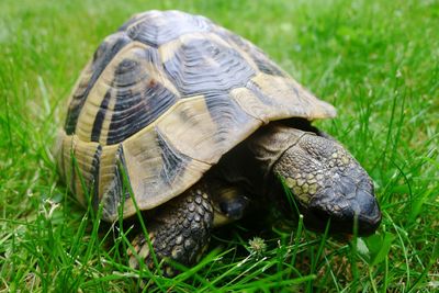 Snail on grassy field