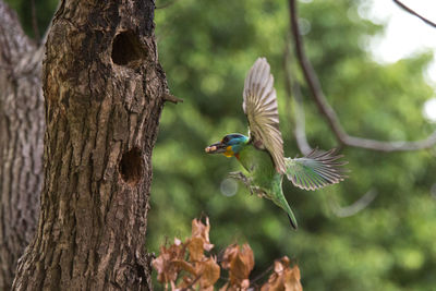 Close-up of bird perching on tree trunk